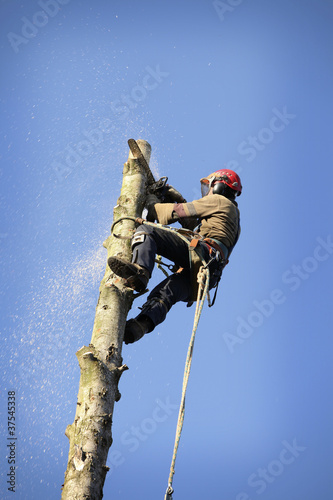 Photo: Arborist cutting tree Arborist cutting tree