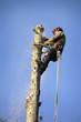 Photo: Arborist cutting tree Arborist cutting tree