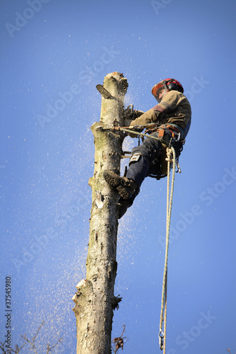 Photo: Arborist cutting tree Arborist cutting tree