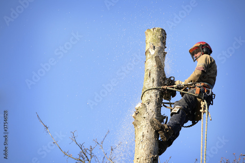 Photo: Arborist cutting tree Arborist cutting tree