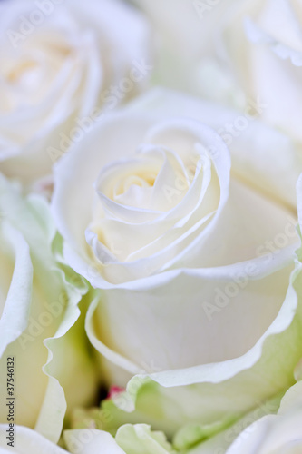Photo: beautiful roses beautiful roses