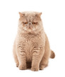 Exotic short-haired cat