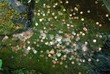 Lucky coins in stream of water Lucky coins in stream of water