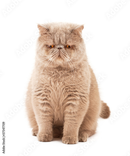 Foto: Exotic short-haired cat Exotic short-haired cat
