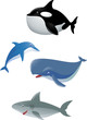 Sea life