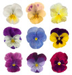 collection of pansies