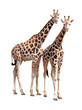 giraffes isolated