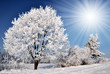 winter tree in Czech Republic