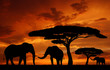 Silhouette elephants in the sunset