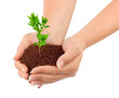 Hands and plant