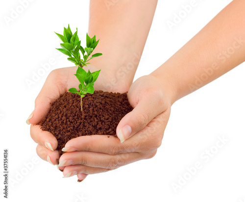 Photo: Hands and plant Hands and plant