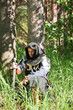 Knight in european historical  armour
