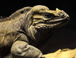 cyclura cornuta