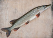 pike