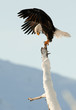 The Bald Eagle (Haliaeetus leucocephalus)