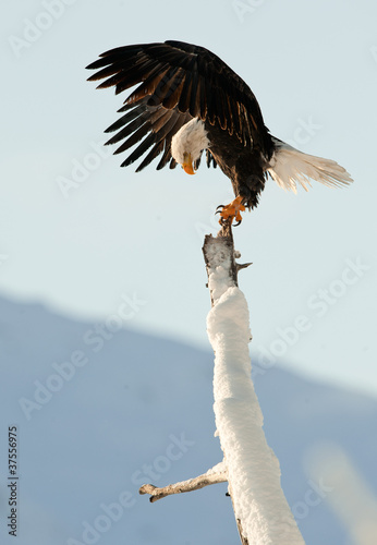 Photo: The Bald Eagle (Haliaeetus leucocephalus) The Bald Eagle (Haliaeetus leucocephalus)
