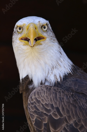 Foto: Portrait of African fish eagle Portrait of African fish eagle