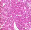 Microscope picture of human pancreas