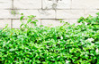 Fresh plant fence
