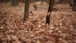 Video: Autumn wind with leaves and a bench silhouette. A landscape Autumn wind with leaves and a bench silhouette. A landscape