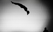 silhouette of female gymnast on trampoline silhouette of female gymnast on trampoline