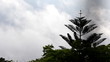 Moving Clouds with Bird on Top of Pine Tree