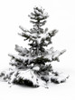 wood fur-tree on white snow