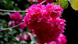 Boungainvilia