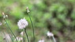 Weed Seeds Blown by Wind