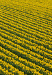 Foto: Lots of rows of yellow daffodil flowers in a field. Lots of rows of yellow daffodil flowers in a field.