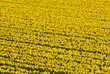 Foto: Thousands of yellow daffodils flowers in an English field. Thousands of yellow daffodils flowers in an English field.