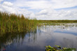 The Everglades Florida USA