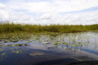 The Everglades Florida USA
