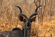 Gnu in Botswana