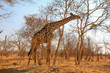 Giraffe im Chobe