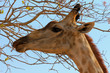 Giraffe im Profil