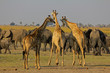 Giraffen und Elefanten