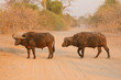 Büffel in Botswana