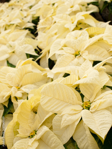 Photo: Christmas Plant Christmas Plant