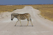 Zebra auf der Straße