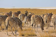 Zebras in der Steppe