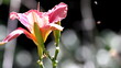 Day Lily Closeup with  Australian Small Stingless Bee
