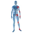 High resolution conceptual 3D anatomy High resolution conceptual 3D anatomy