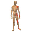 High resolution conceptual 3D anatomy High resolution conceptual 3D anatomy