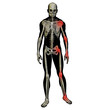 High resolution conceptual 3D anatomy High resolution conceptual 3D anatomy