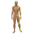 High resolution conceptual 3D anatomy High resolution conceptual 3D anatomy