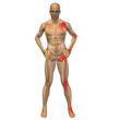 High resolution conceptual 3D anatomy