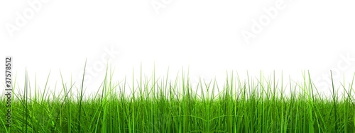 Illustration: High resolution grass banner isolated High resolution grass banner isolated
