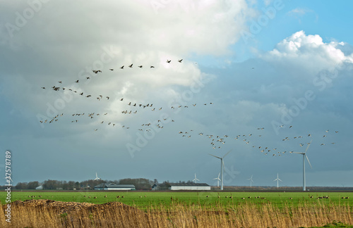 Photo: Birds flying in deteriorating weather Birds flying in deteriorating weather