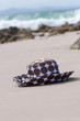 Meeresrauschen,Strand und Hut